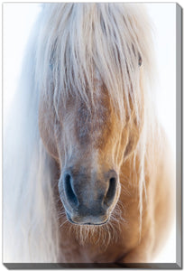 Portrait of a Pony in Winter