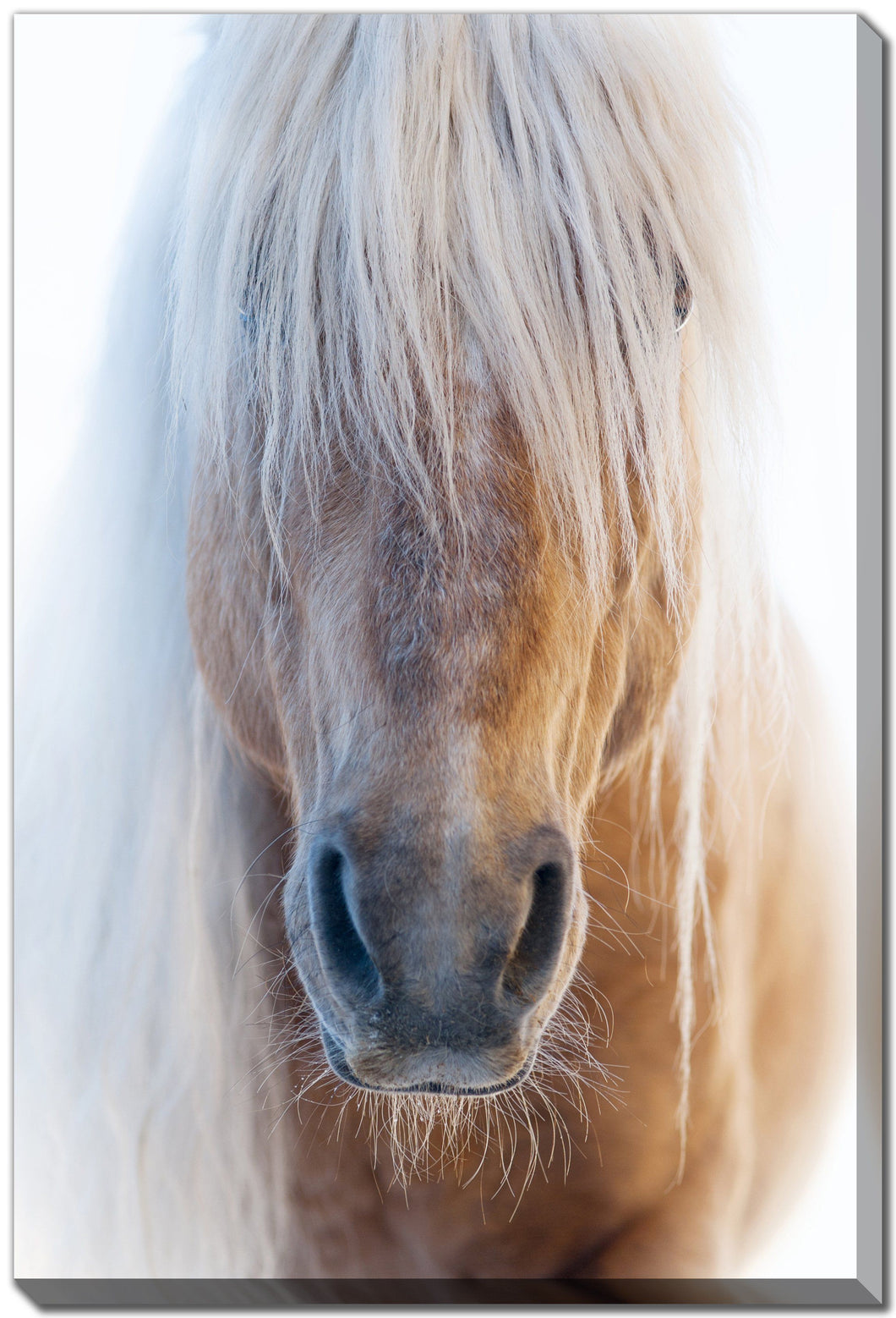 Portrait of a Pony in Winter